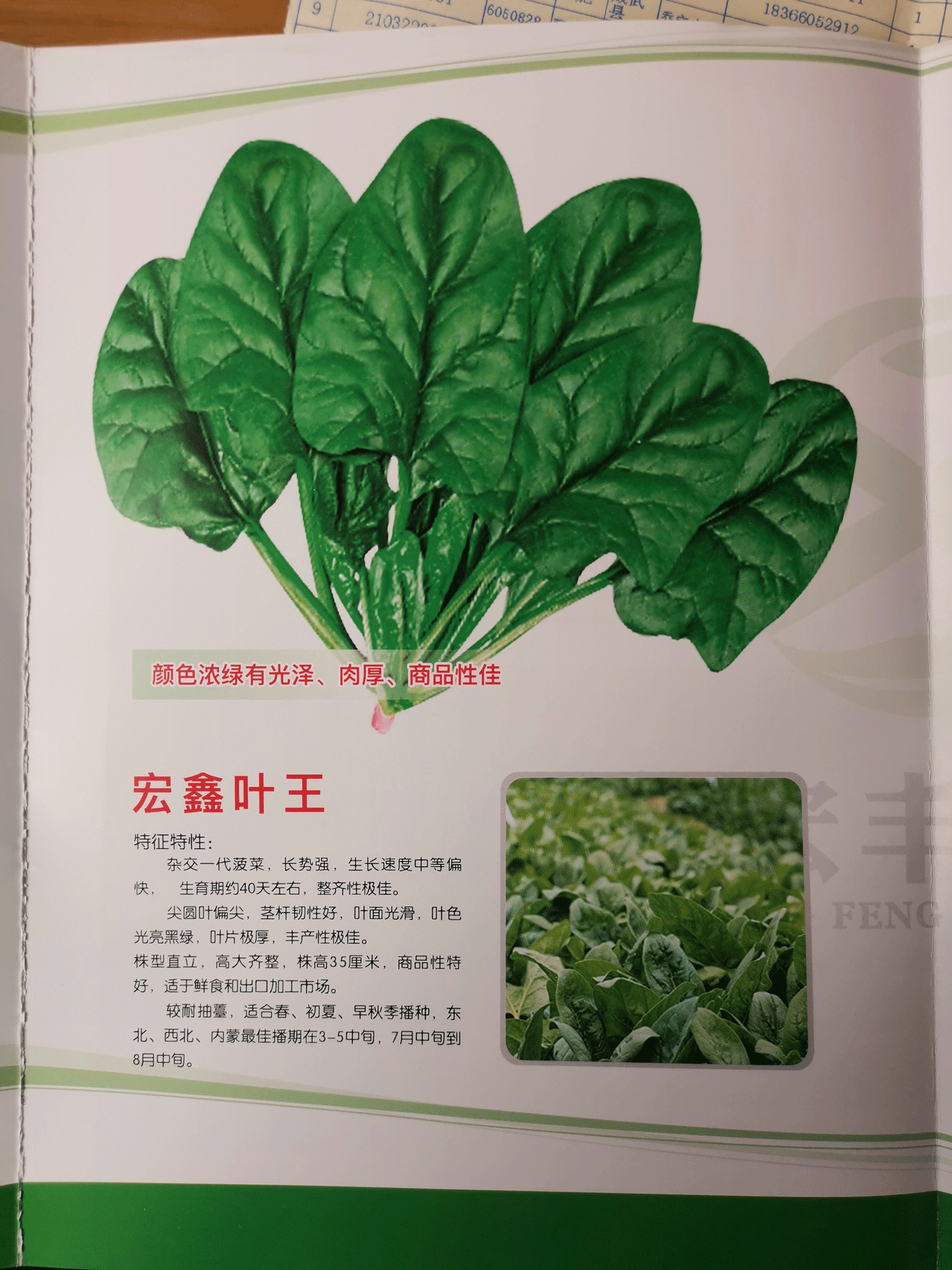 葉王.png